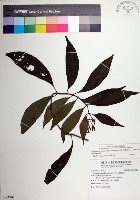 藏品(台北玉葉金花)的圖片