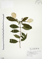 藏品(毛玉葉金花)的圖片