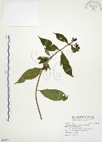 藏品(毛玉葉金花)的圖片