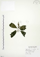 藏品(毛玉葉金花)的圖片