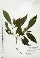 藏品(毛玉葉金花)的圖片