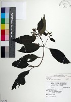 藏品(台北玉葉金花)的圖片