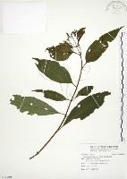 藏品(毛玉葉金花)的圖片