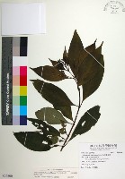 藏品(台北玉葉金花)的圖片