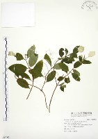 藏品(毛玉葉金花)的圖片