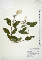 藏品(毛玉葉金花)的圖片