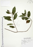 藏品(毛玉葉金花)的圖片