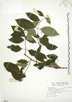 藏品(毛玉葉金花)的圖片