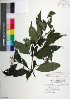 藏品(台北玉葉金花)的圖片