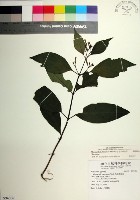 藏品(台北玉葉金花)的圖片