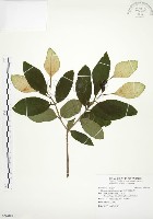 藏品(毛玉葉金花)的圖片