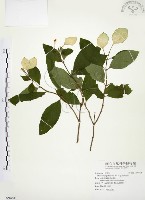 藏品(毛玉葉金花)的圖片