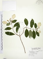 藏品(毛玉葉金花)的圖片