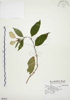 藏品(毛玉葉金花)的圖片