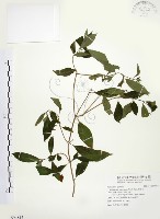 藏品(毛玉葉金花)的圖片