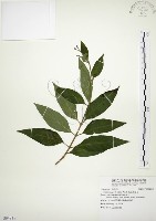 藏品(毛玉葉金花)的圖片