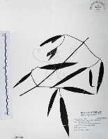 藏品(柱果鐵線蓮)的圖片