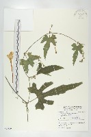 藏品(中華括樓)的圖片