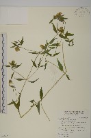 藏品(狗筋蔓)的圖片
