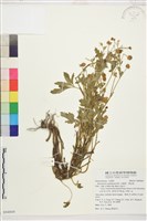 藏品(水辣菜、禺毛茛)的圖片