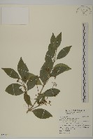 藏品(刺果衛矛)的圖片