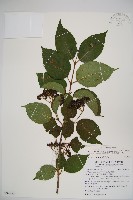 藏品(臺灣蝴蝶戲珠花、臺灣蝴蝶花)的圖片