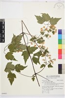 藏品(串鼻龍)的圖片