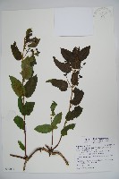 藏品(阿里山忍冬、漸尖葉忍冬)的圖片