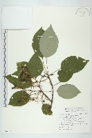 藏品(梜木)的圖片