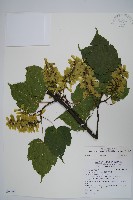 藏品(臺灣紅榨槭)的圖片