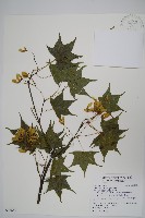 藏品(青楓)的圖片