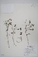 藏品(蘭嵌馬藍)的圖片