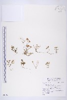 藏品()的圖片