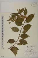 藏品(雷公藤)的圖片