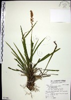 藏品(麥門冬)的圖片