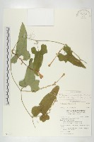 藏品(王瓜)的圖片