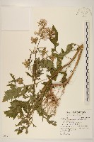 藏品(飛機草)的圖片