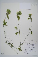 藏品(華九頭獅子草)的圖片