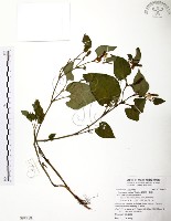 藏品(臭腥草、蕺菜)的圖片