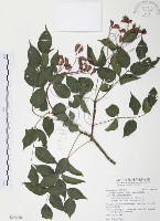 藏品(野鴉椿)的圖片