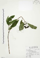 藏品(毛玉葉金花)的圖片