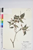 藏品(銳葉南燭)的圖片