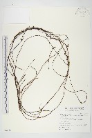 藏品(臺灣菟絲子)的圖片