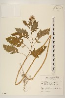 藏品(飛機草)的圖片