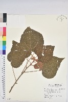 藏品(野桐)的圖片