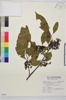 藏品(中原氏鼠李)的圖片