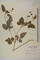 藏品(小白花鬼針)的圖片