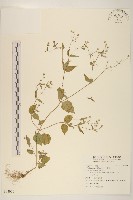 藏品(小米菊)的圖片