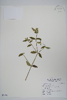 藏品(爵床)的圖片