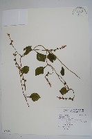 藏品(落葵)的圖片